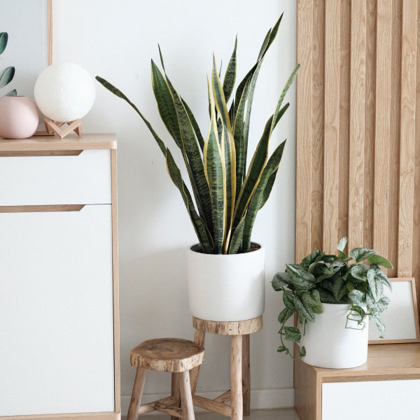Indoor plants. Your home, more alive than ever.